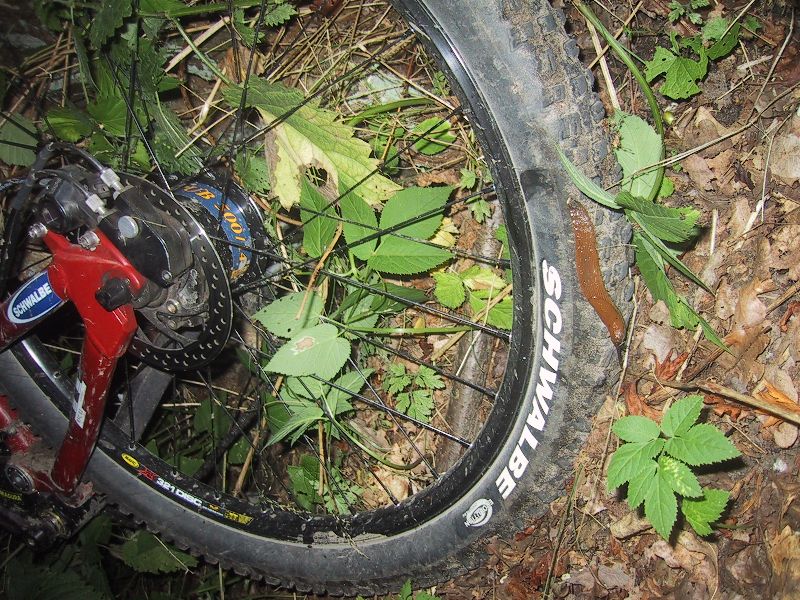 Nacktschneckenangriff...